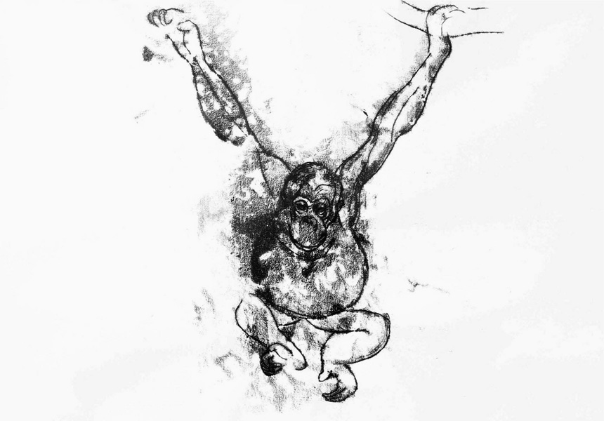 Monkey - Monotype